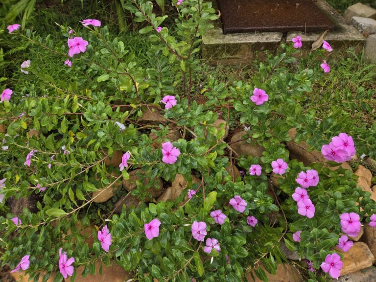 Small pink flowers and green leaves growing over soil edged with bricks