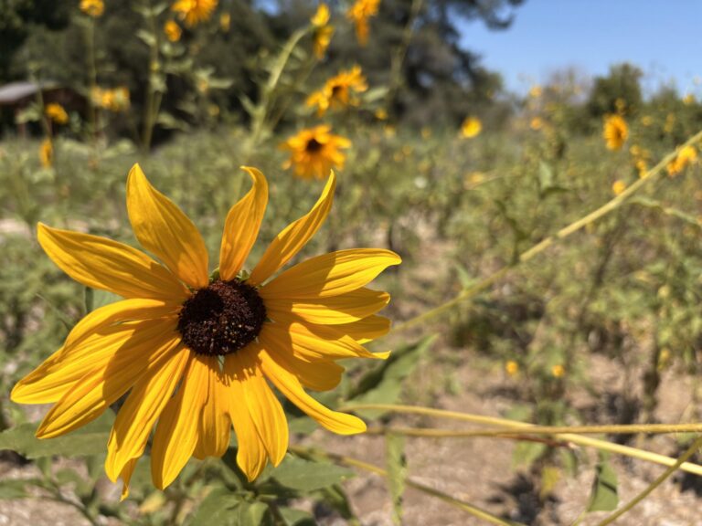 Single yellow sunflower with a dark brown centre in the foreground, with more sunflowers growing in a dry field behind