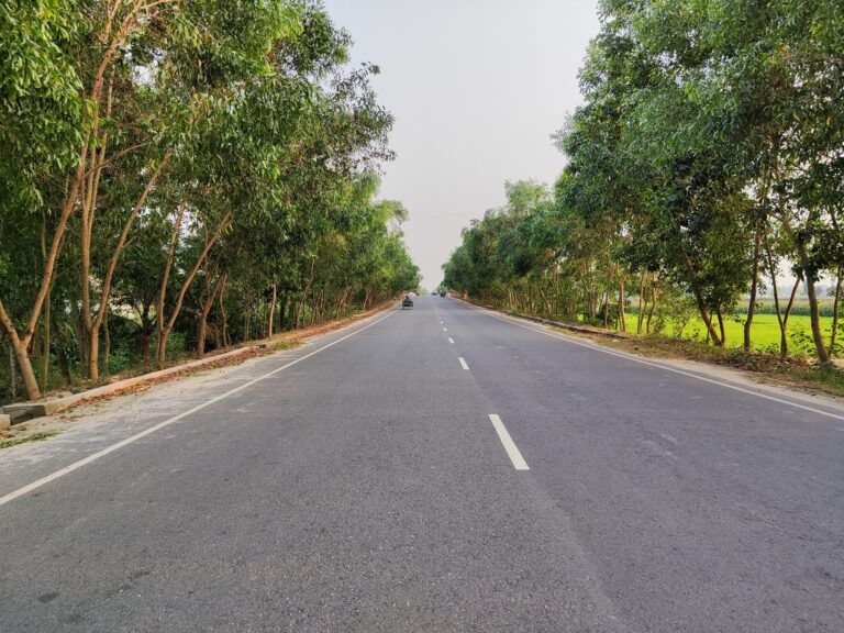 Empty paved road with a white dashed centre line between rows of tall trees and green fields