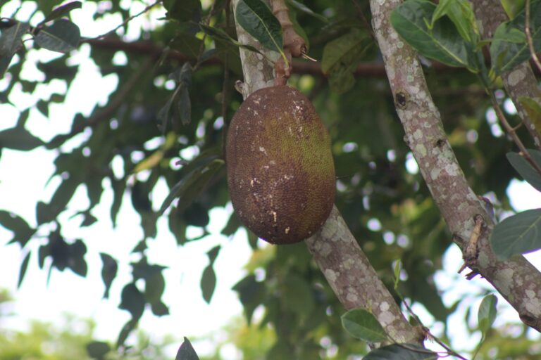 Single large brown fruit hanging from a tree branch among green leaves
