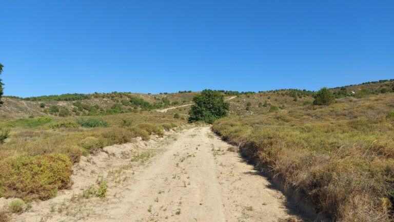 Sandy track winding through dry scrub and grass under a blue sky