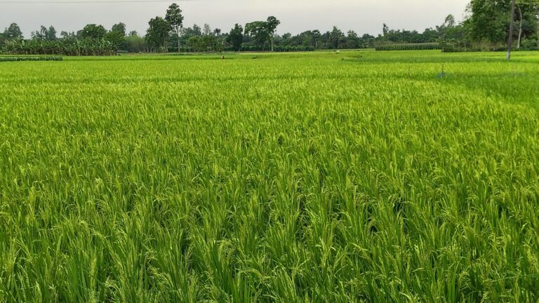 Flat field of bright green young rice plants with trees along the horizon